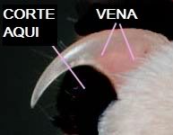 uña1 uña1