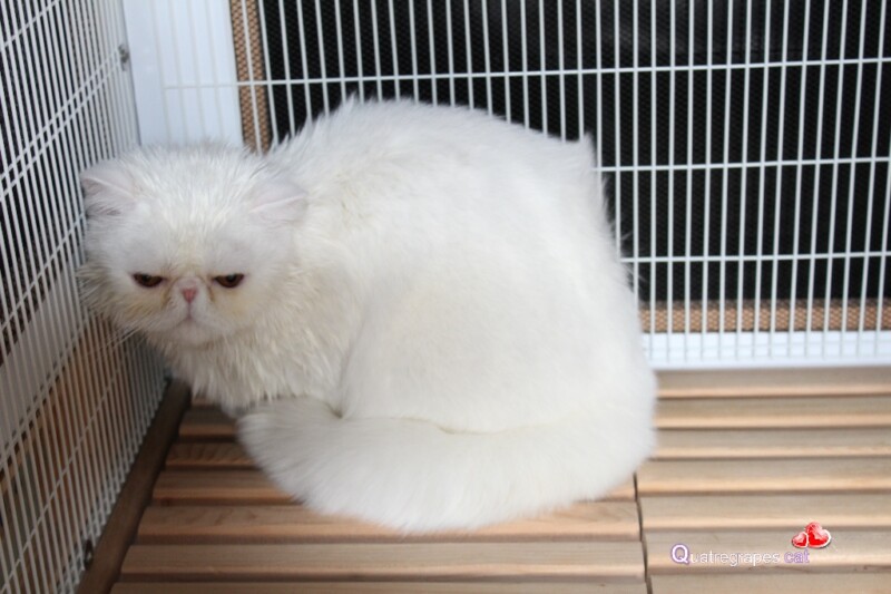 assecat-004