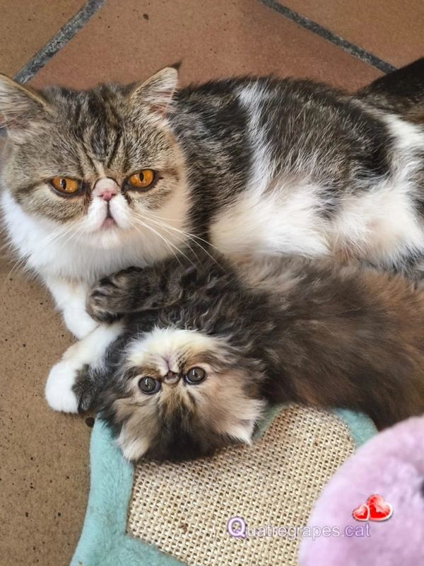 Saki y su bebé